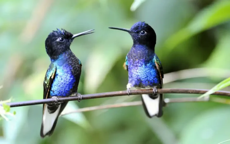 15+ Hummingbird species in the united states