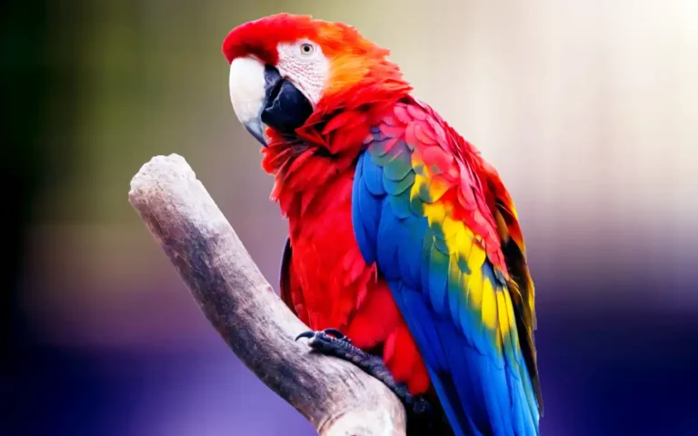 15 Interesting Facts About Parrots