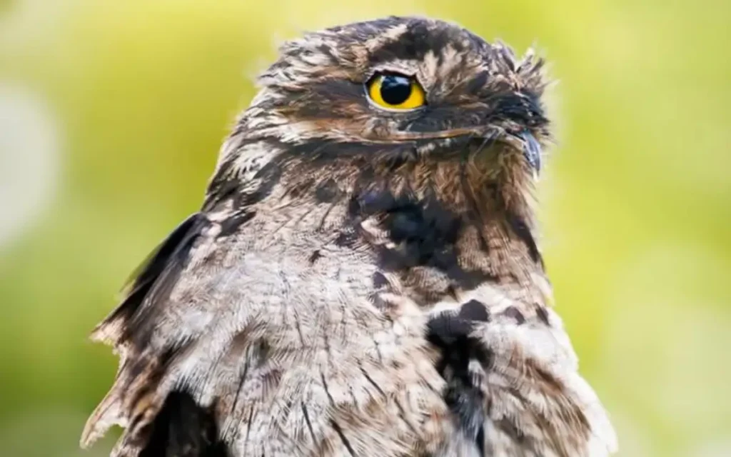 17 Interesting Potoo Bird Facts