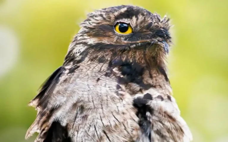 17 Interesting Potoo Bird Facts