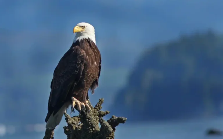 20 Interesting Facts About Eagles