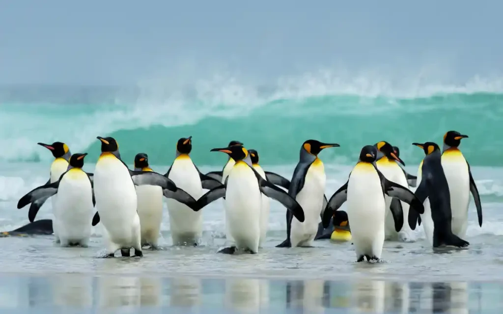20 interesting facts about penguins