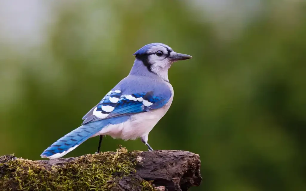 Blue Jay Birds