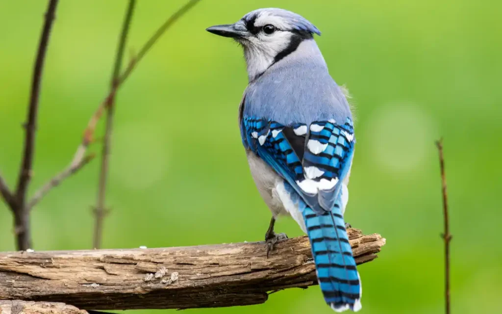 Blue Jay Spiritual Meaning and Symbolism