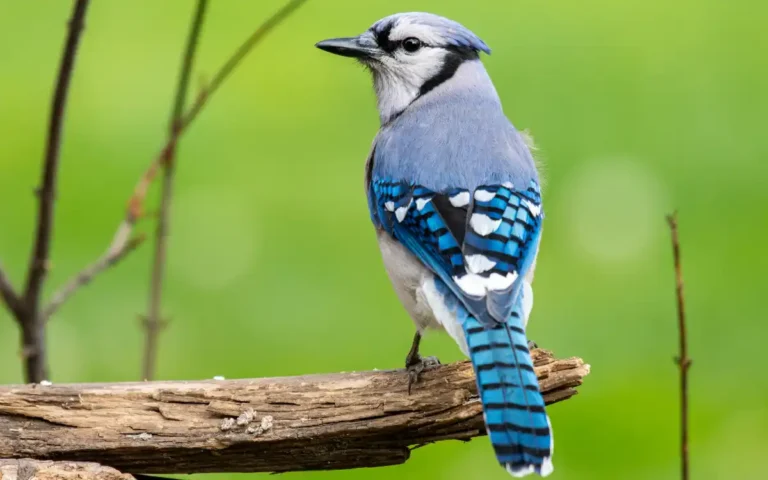Blue Jay Spiritual Meaning and Symbolism