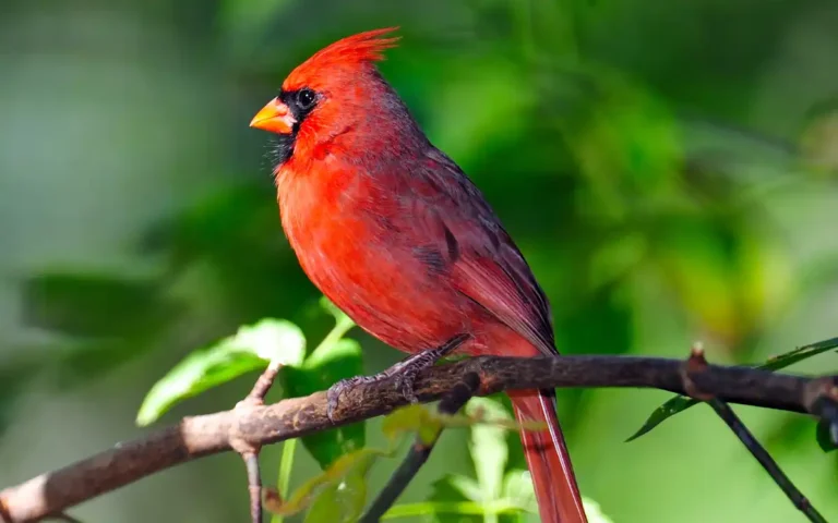 Cardinal Bird Spiritual Meaning Signs, Love, Loss & Symbolism