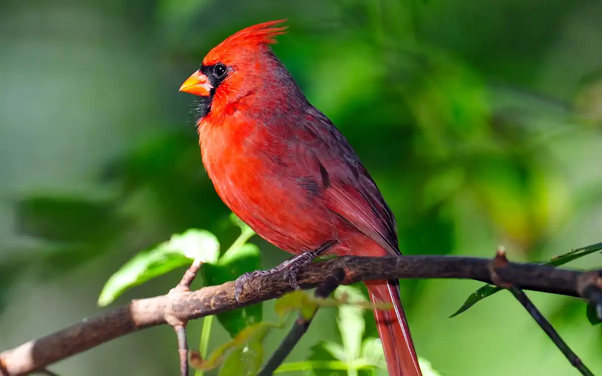 Cardinal Bird Spiritual Meaning Signs, Love, Loss & Symbolism