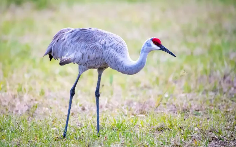 Crane Bird Spiritual Meaning & Symbolism