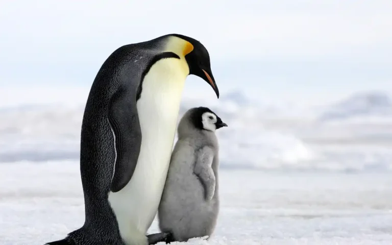 20 interesting Penguin Facts