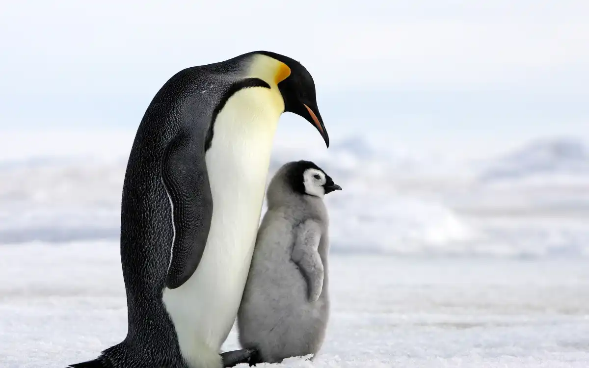 20 interesting Penguin Facts