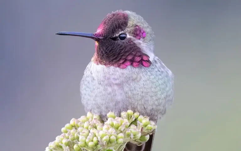 Hummingbird Meaning and Symbolism What These Tiny Birds Represent