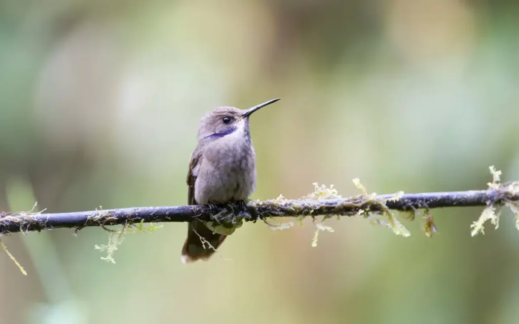 Hummingbirds Biology, Adaptations & Life Cycle Guide
