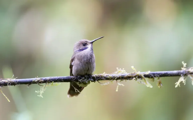 Hummingbirds Biology, Adaptations & Life Cycle Guide