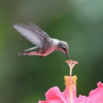 Hummingbirds Feeding Sweet Nectar