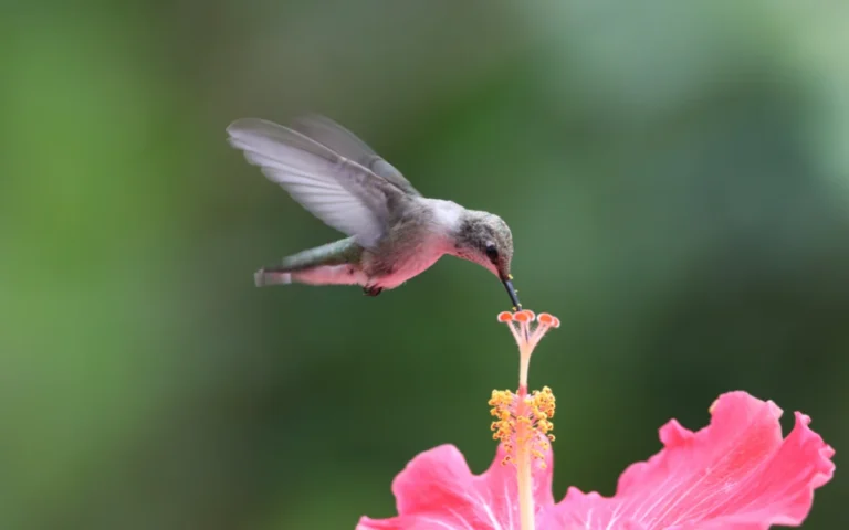 Hummingbirds Feeding Sweet Nectar