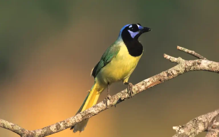 Jay Birds Identification, Habitat & How to Attract Them