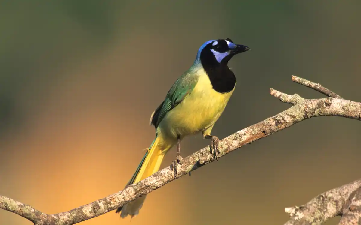 Jay Birds Identification, Habitat & How to Attract Them