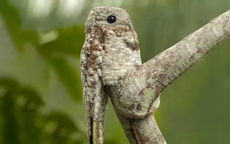 Potoo Bird Guide A Full Overview
