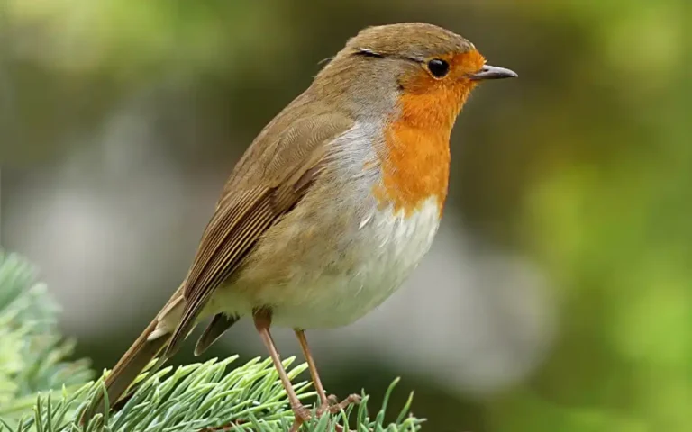Robin Bird Symbolism & Spiritual Meaning