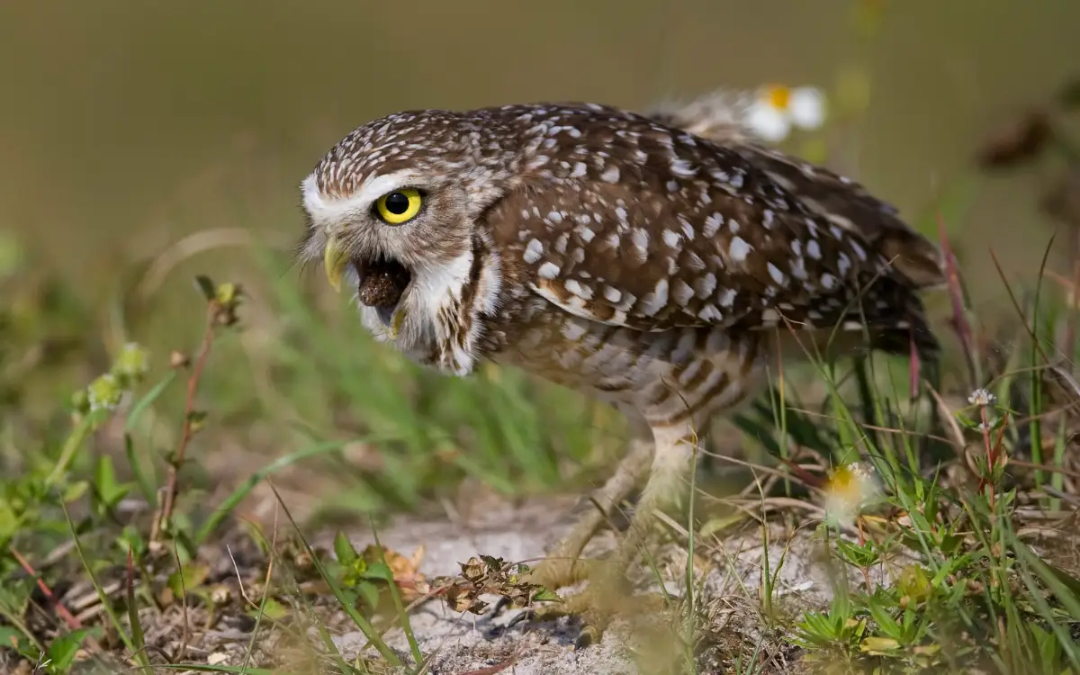 15 Interesting Facts About Owl Legs