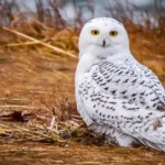 17 Interesting Facts About Snowy Owls