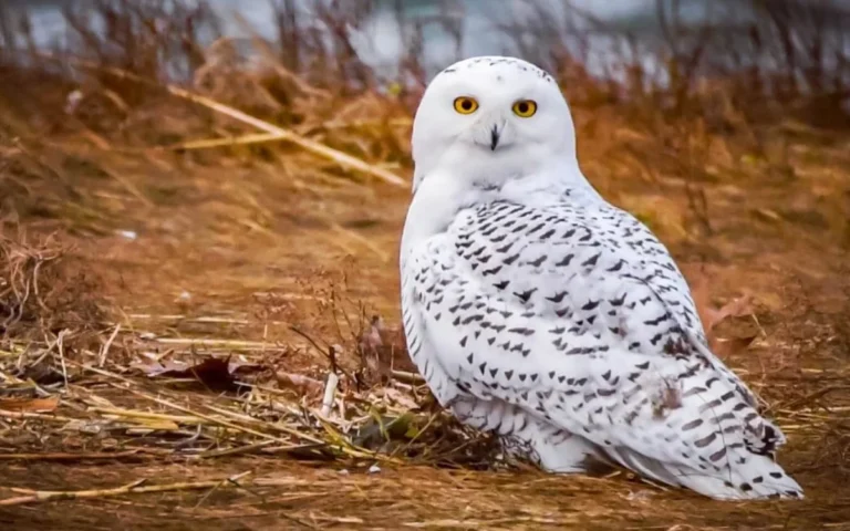 17 Interesting Facts About Snowy Owls