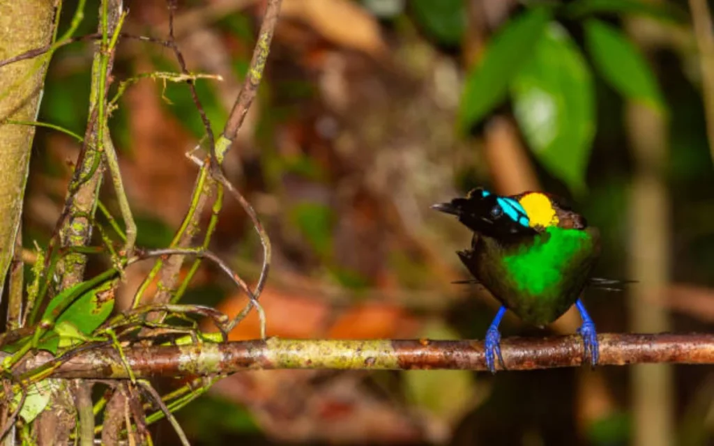 20 Wilson’s Bird of Paradise Facts