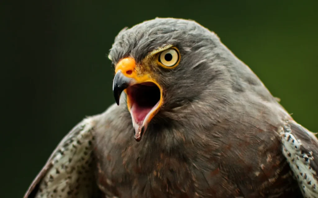 Spiritual Meaning of a Hawk