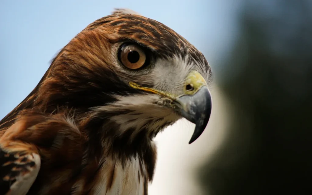 Hawk Bird Spiritual Meaning: Love & Emotional Messages