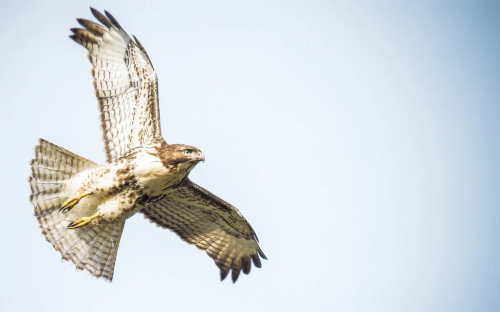 Hawk Behavior and What It Means Spiritually
