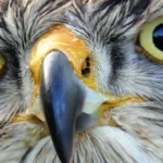 Hawk Bird Spiritual Meaning: Love, Signs & Color Symbolism