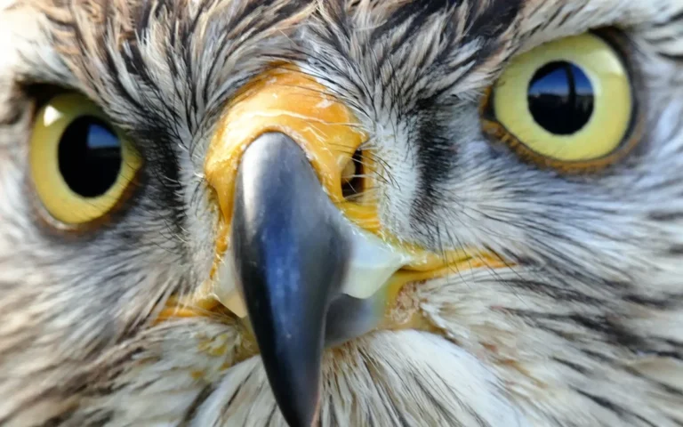 Hawk Bird Spiritual Meaning: Love, Signs & Color Symbolism