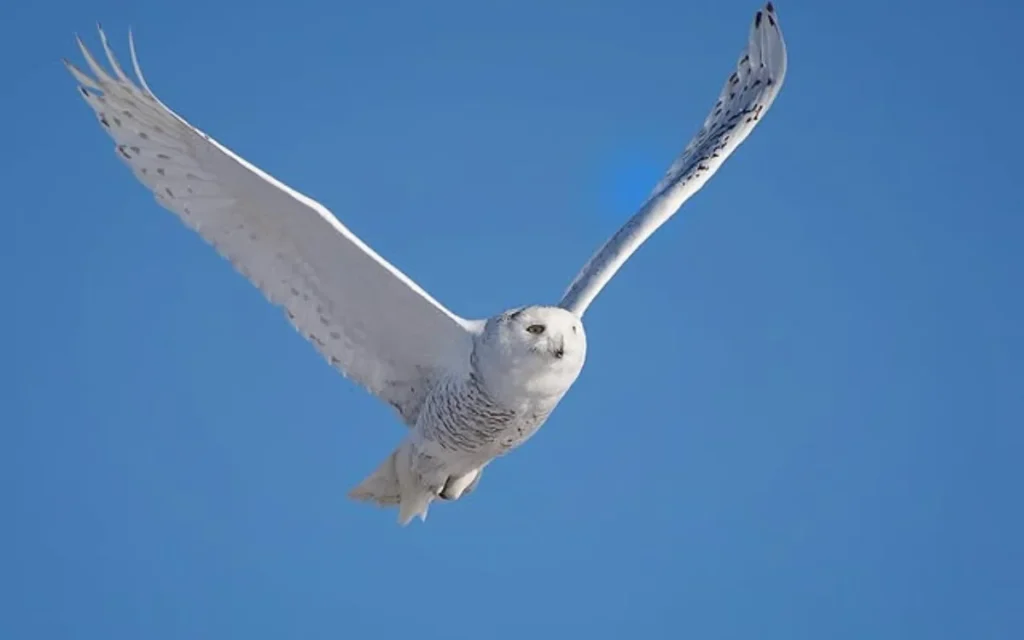 Snowy owls can soar above oceans.