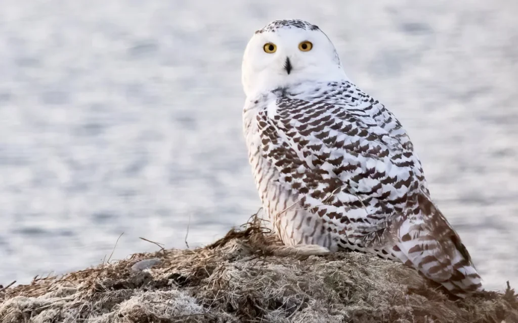 Snowy owls have incredible vision and hearing