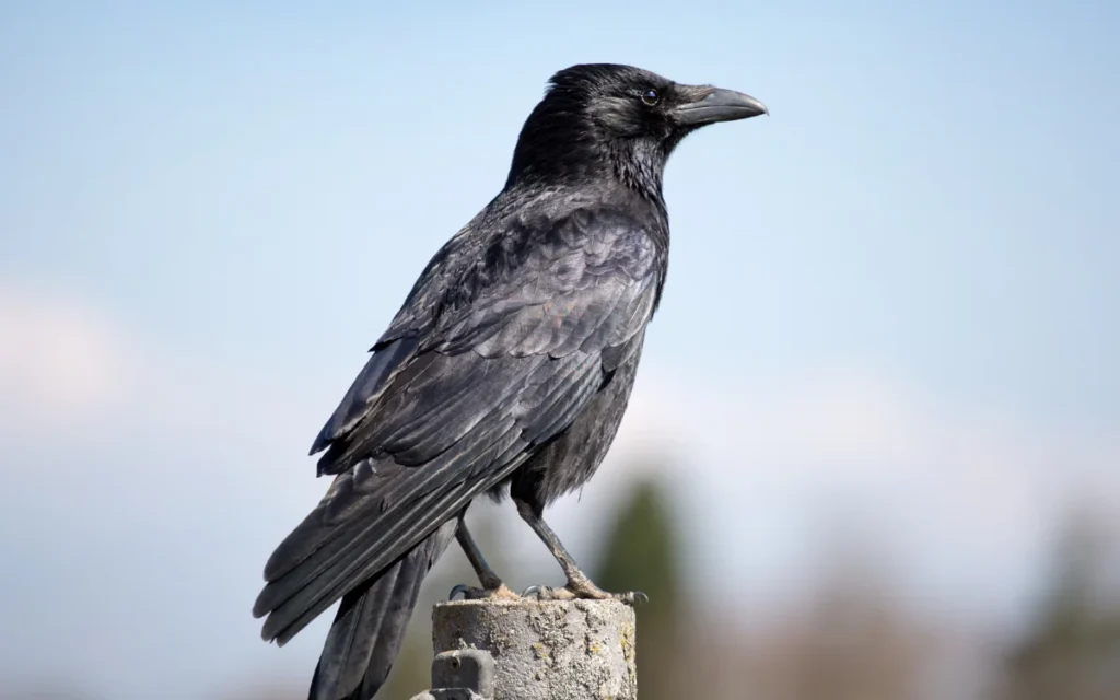 Crow Symbolism and Spiritual Meaning: Good Luck, Death Sign, or Message