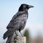 Crow Symbolism and Spiritual Meaning: Good Luck, Death Sign, or Message