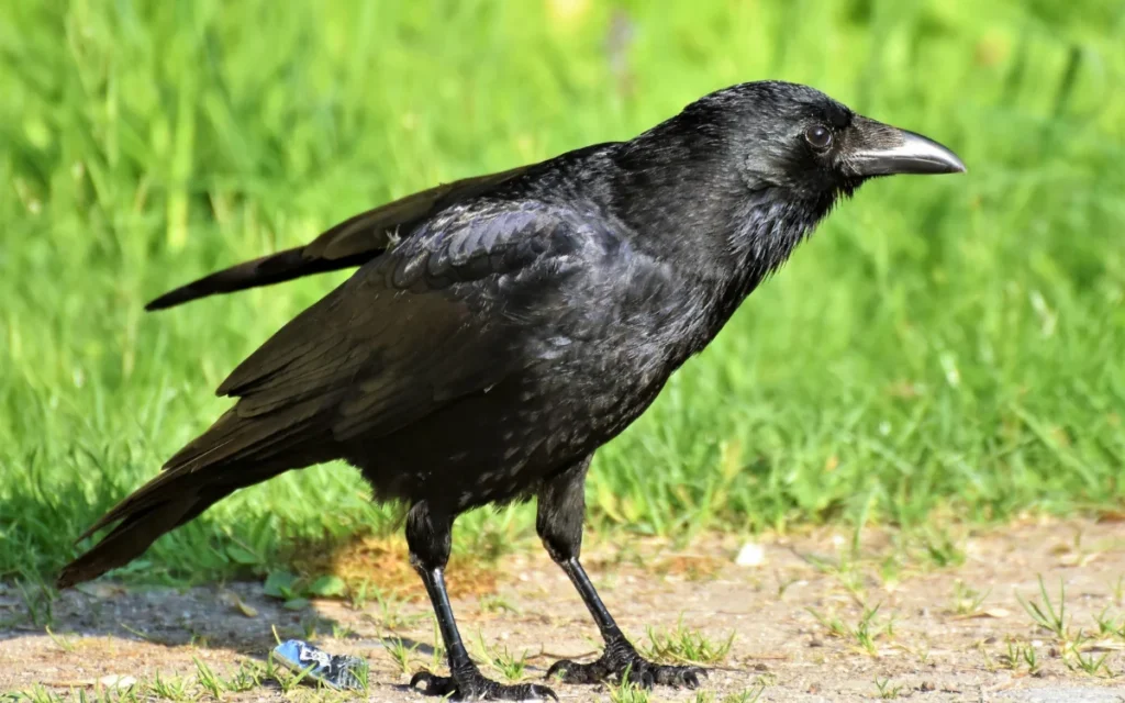 Cultural Symbolism of Crows Around the World