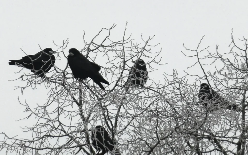 Seeing a Crow: What It Might Mean in Your Life