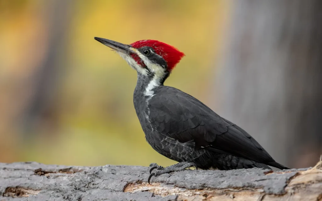 Spiritual Meaning of the Woodpecker