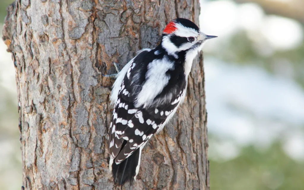 What a woodpecker sighting might mean
