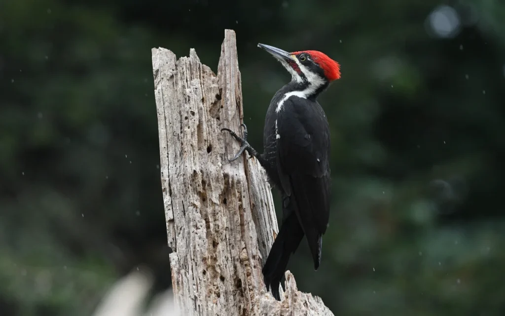 Woodpecker Symbolism & Meaning