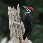 Woodpecker Symbolism & Meaning