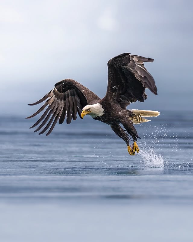 Eagle Spiritual Meaning Love, Protection, and Divine Signs