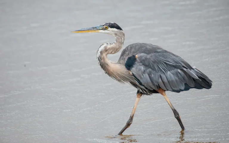 Heron Bird Spiritual Meaning Signs, Love, Death & Color Symbolism