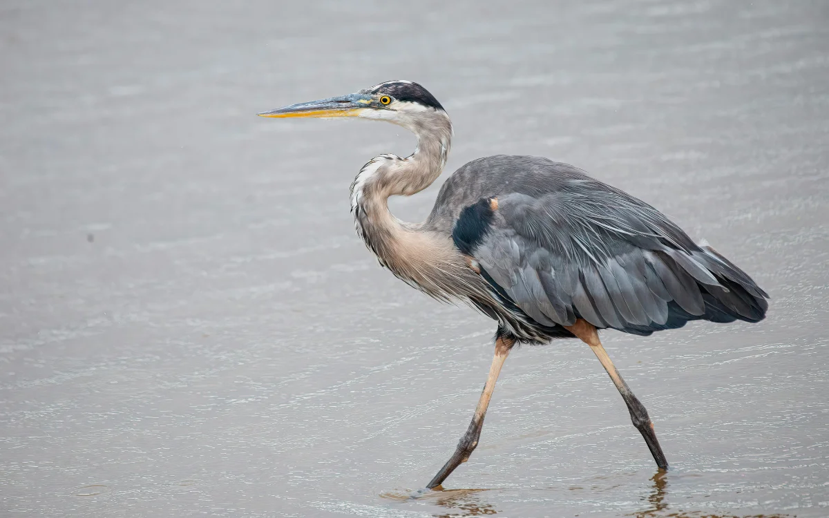 Heron Bird Spiritual Meaning Signs, Love, Death & Color Symbolism