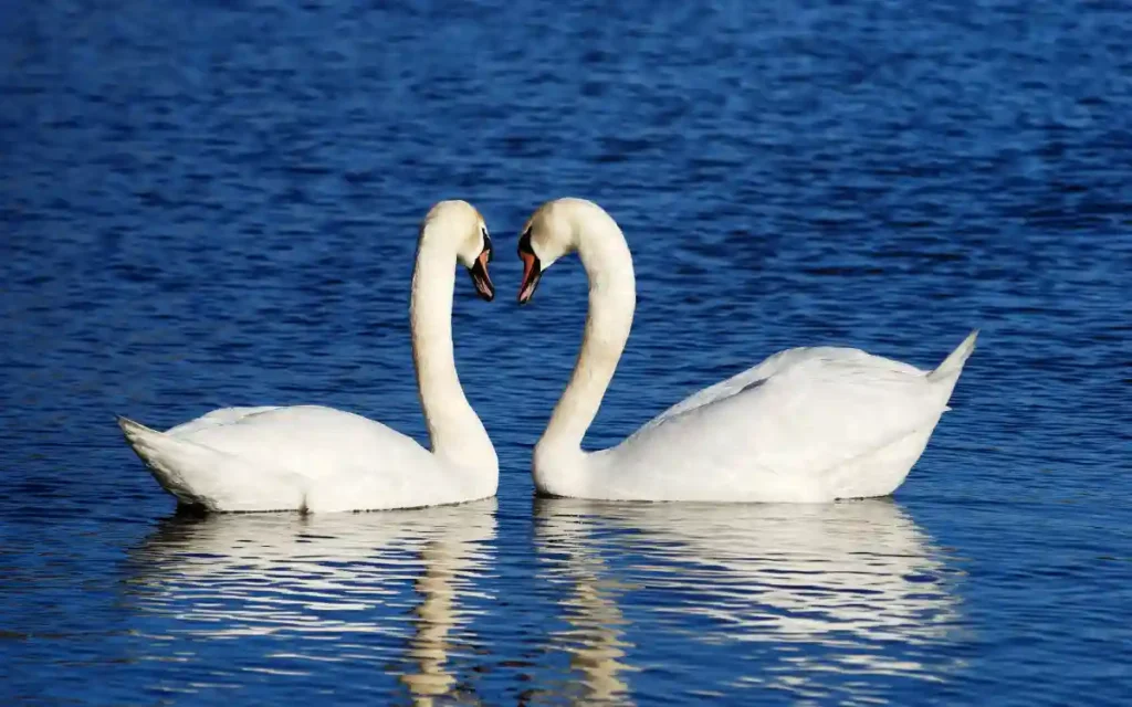 2 Swan Bird Spiritual Symbolism and Meaning