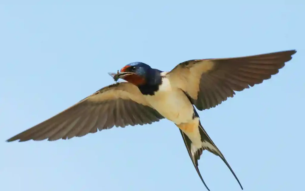 Flying Swallow Bird Spiritual Symbolism & Meaning