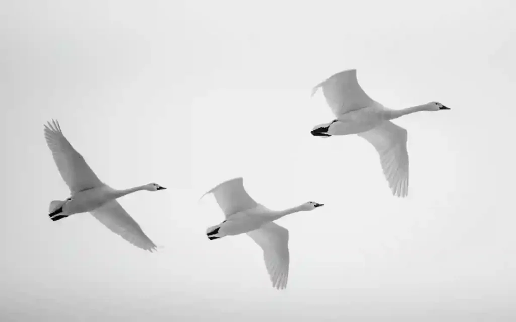 Flying Swan Bird Spiritual Symbolism & Meaning