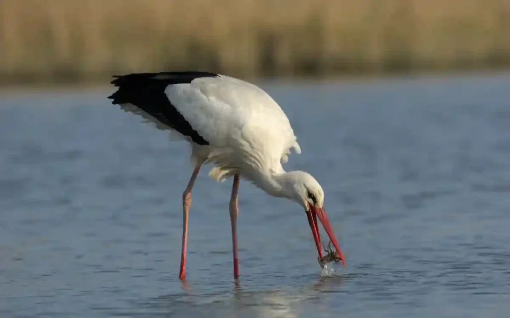 Hunting Stork Bird Spiritual Symbolism & Meaning