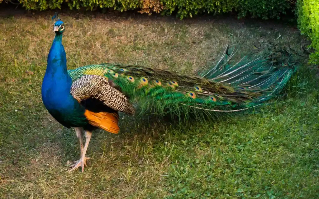 Peacock Bird Spiritual Symbolism & Meaning